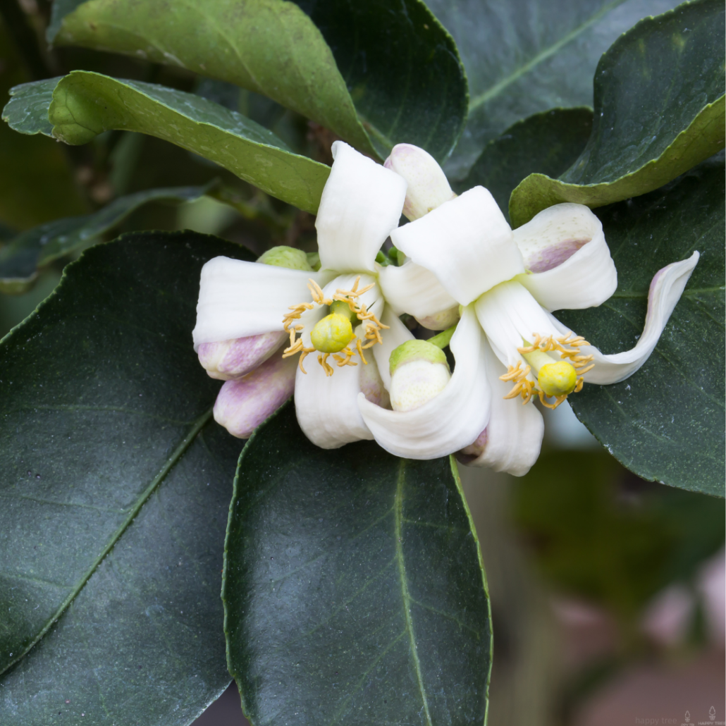 exotische Blüte Limettenbaum