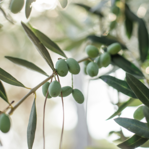 Schmackhafte Oliven am HAPPY TREE Olivenbaum