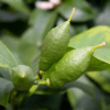 Detailaufnahme Zweig HAPPY PLANT® Limettenbaum mit feinen, fruchtigen Früchten für coole Drinks