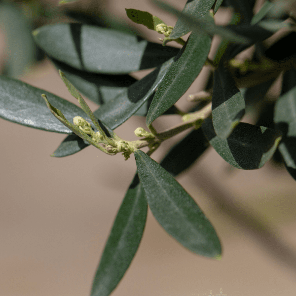 Detailaufnahme HAPPY PLANT® Olivenbaum mit Blüten