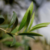 Detailaufnahme Zweig HAPPY PLANT® Olivenbaum