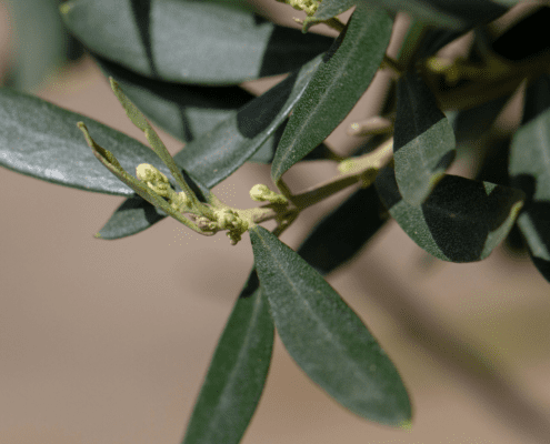 Detailaufnahme HAPPY PLANT® Olivenbaum mit Blüten