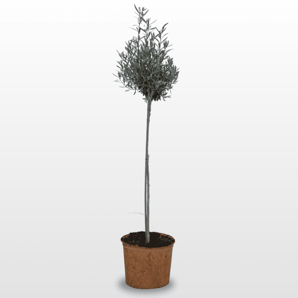 HAPPY PLANT® Olivenbaum