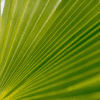 Perfekter Palmwedel einer HAPPY PLANT Tessiner Palme