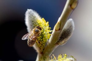 Weidenkätzchen Palmkätzchen Osterbaum mit Biene Produktbild