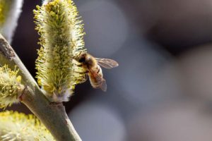 Weidenkätzchen Palmkätzchen Osterbaum mit Biene Produktbild