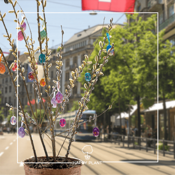 Weidenkätzchen dekoriert in Zürich mit Tram