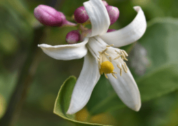 Detailbild HAPPY PLANT® Zitronenbaum mit wunderschöner Blüte