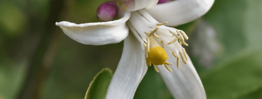 Detailbild HAPPY PLANT® Zitronenbaum mit wunderschöner Blüte