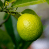 Detailbild HAPPY PLANT® Zitronenbaum mit schmackhaften Früchten
