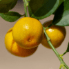 Detailbild HAPPY PLANT® Zitronenbaum mit schmackhaften Früchten