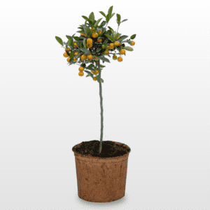 Produktbild HAPPY PLANT® Zitronenbaum mit feinen, fruchtigen Früchten für coole Drinks und schmackhaften Gerichten