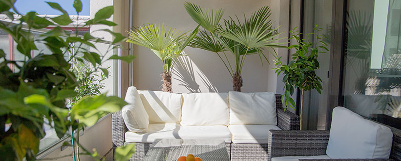 Balkon Deko mit mediterranen Pflanzen von HAPPY PLANT - Tessiner Palme - Limmettenbaum - Zitronenbaum - Olivenbaum