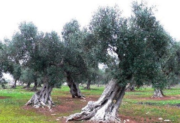 Olivenbaum im Olivenhain