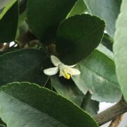 Blüte am HAPPY PLANT Limettenbaum