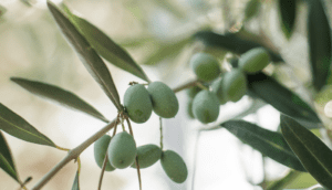 Oliven am Baum Detail