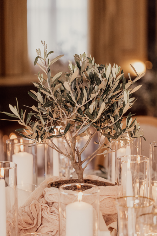 Hochzeitstisch mit Piccolino Olivenbaum